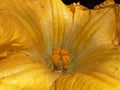 Kumda or pumpkin is a terrestria,Its flower is yellow colored, Royalty Free Stock Photo